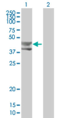 Lane 1: BMP3 transfected lysate (53.4 KDa) Lane 2: Non-transfected lysate.