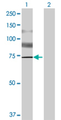 Lane 1: PDIA4 transfected lysate (71.06 KDa) Lane 2: Non-transfected lysate.