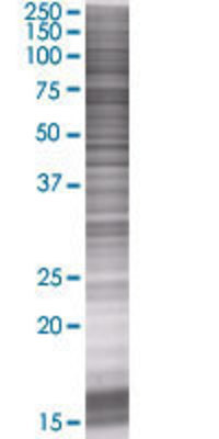 PDIA4 transfected lysate.