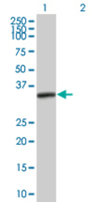 Lane 1: PRKRA transfected lysate (34.4 KDa) Lane 2: Non-transfected lysate.