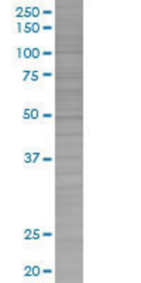 LILRA2 transfected lysate.