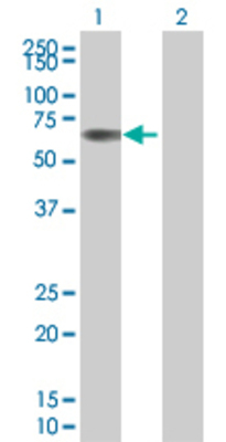 Lane 1: LILRA2 transfected lysate (51.2 KDa) Lane 2: Non-transfected lysate.