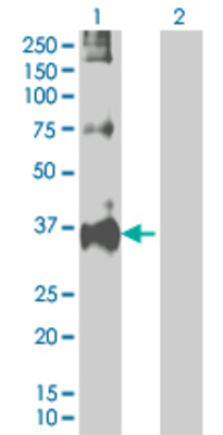 Lane 1: RNF144 transfected lysate (32.23 KDa). Lane 2: Non-transfected lysate.