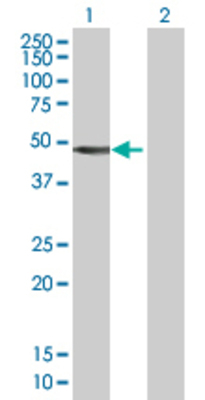 Lane 1: SEPT10 transfected lysate (52.6 KDa). Lane 2: Non-transfected lysate.