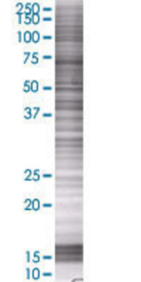 HOXA1 transfected lysate.
