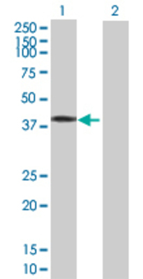 Lane 1: HOXA1 transfected lysate (36.96 KDa) Lane 2: Non-transfected lysate.