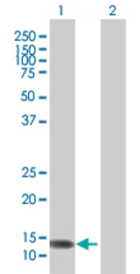 Lane 1: INCA transfected lysate (11.9 KDa) Lane 2: Non-transfected lysate.