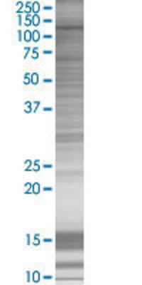 NOS3 transfected lysate.