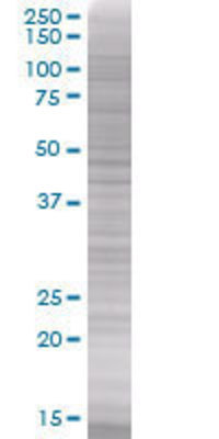 MRGPRF transfected lysate