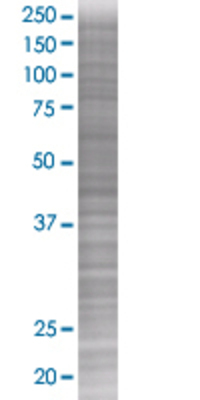 CSF3 transfected lysate.