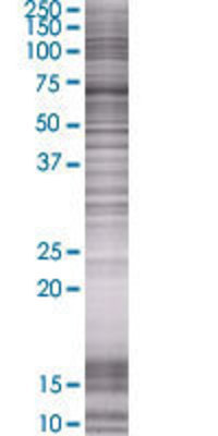 SGCG transfected lysate.