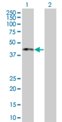 Lane 1: MIR16 transfected lysate (36.52 KDa) Lane 2: Non-transfected lysate.