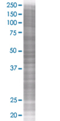 CD8B transfected lysate.