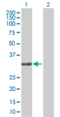 Lane 1: ANXA4 transfected lysate (36.1 KDa) Lane 2: Non-transfected lysate.