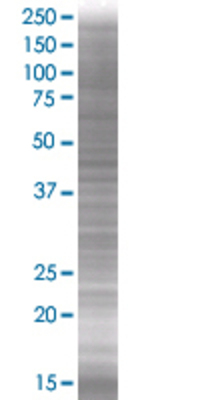 LY96 transfected lysate.