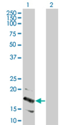 Lane 1: LY96 transfected lysate (18.4 KDa) Lane 2: Non-transfected lysate.