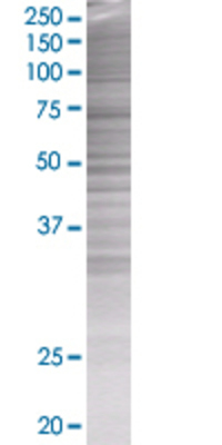 GPR50 transfected lysate.