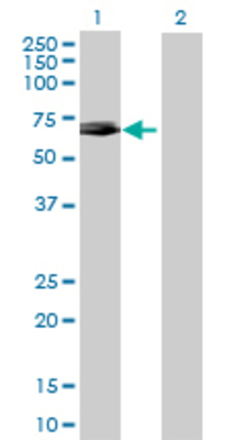 Lane 1: CES2 transfected lysate (68.64 KDa) Lane 2: Non-transfected lysate.