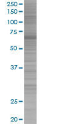 BRF1 transfected lysate.