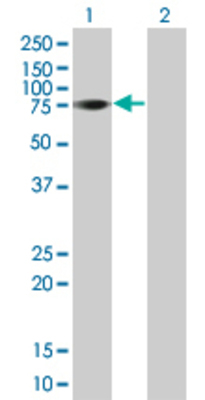 Lane 1: BRF1 transfected lysate (51.8 KDa) Lane 2: Non-transfected lysate.