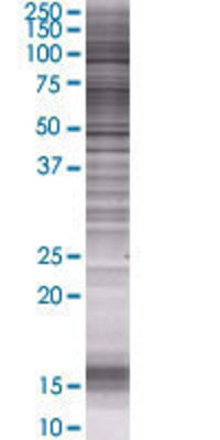 ART4 transfected lysate.