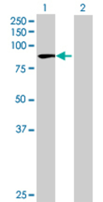 Lane 1: HADHA transfected lysate (84.04 KDa) Lane 2: Non-transfected lysate.
