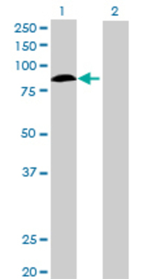 Lane 1: KIF2C transfected lysate (79.86 KDa) Lane 2: Non-transfected lysate.