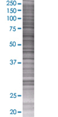 KIF2C transfected lysate.