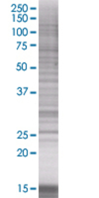 HEBP1 transfected lysate.