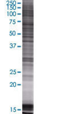 ISG20 transfected lysate.