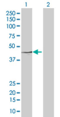 Lane 1: SIGIRR transfected lysate (45.7 KDa) Lane 2: Non-transfected lysate.