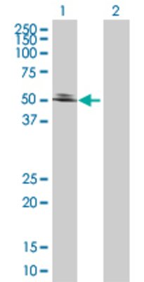 Lane 1: PPGB transfected lysate (52.91 KDa) Lane 2: Non-transfected lysate.