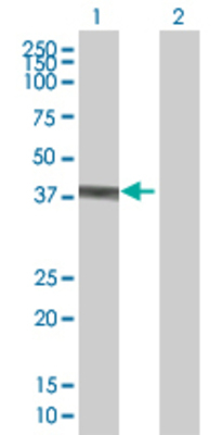 Lane 1: CIAPIN1 transfected lysate (33.6 KDa) Lane 2: Non-transfected lysate.