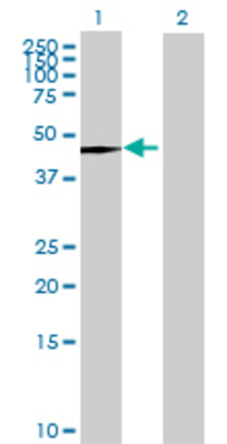 Lane 1: CYP2A6 transfected lysate (54.45 KDa) Lane 2: Non-transfected lysate.