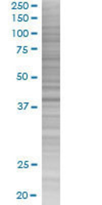 CPA2 transfected lysate.