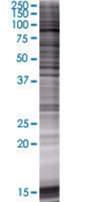 FGD3 transfected lysate.