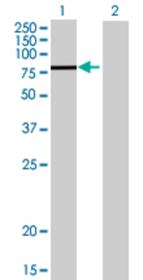 Lane 1: MAPK6 transfected lysate (79.42 KDa) Lane 2: Non-transfected lysate.
