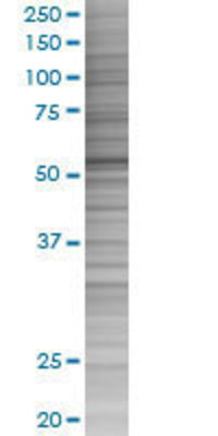 CYP1A2 transfected lysate.