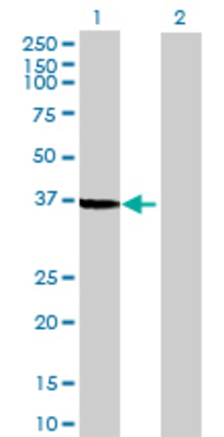 Lane 1: ARL6IP4 transfected lysate (39.71 KDa) Lane 2: Non-transfected lysate.