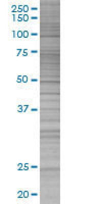 GYPC transfected lysate.