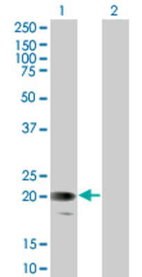 Lane 1: GYPC transfected lysate (14.19 KDa) Lane 2: Non-transfected lysate.