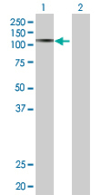 Lane 1: NLGN3 transfected lysate (91.8 KDa) Lane 2: Non-transfected lysate.