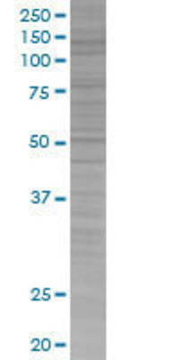 NLGN3 transfected lysate.