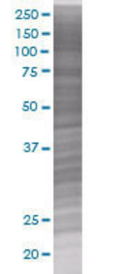 TNFSF15 transfected lysate.