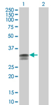 Lane 1: TNFSF15 transfected lysate (28.1 KDa) Lane 2: Non-transfected lysate.