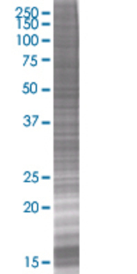 LYPD5 transfected lysate