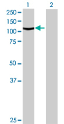 Lane 1: GTF3C2 transfected lysate (100.32 KDa) Lane 2: Non-transfected lysate.