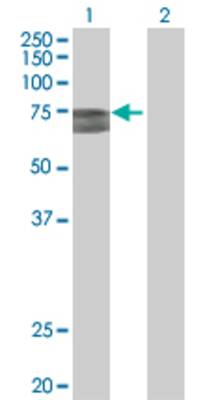 Lane 1: SH3PX3 transfected lysate (63.25 KDa) Lane 2: Non-transfected lysate.