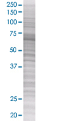 SH3PX3 transfected lysate.