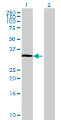 Lane 1: FCRLB transfected lysate (34.43 KDa) Lane 2: Non-transfected lysate.